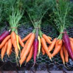 Bunch of colorful carrots